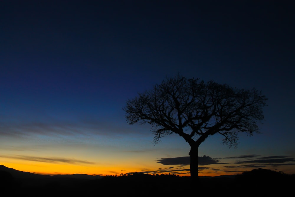 green lonely tree under blue and yellow sky