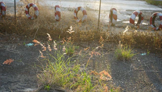 A patch of wild grasses and plants grows through cracks in an aged asphalt surface, illuminated by warm sunlight. In the background, several red and white lifebuoys are lined up along a rusted metal fence, suggesting an abandoned or neglected area.