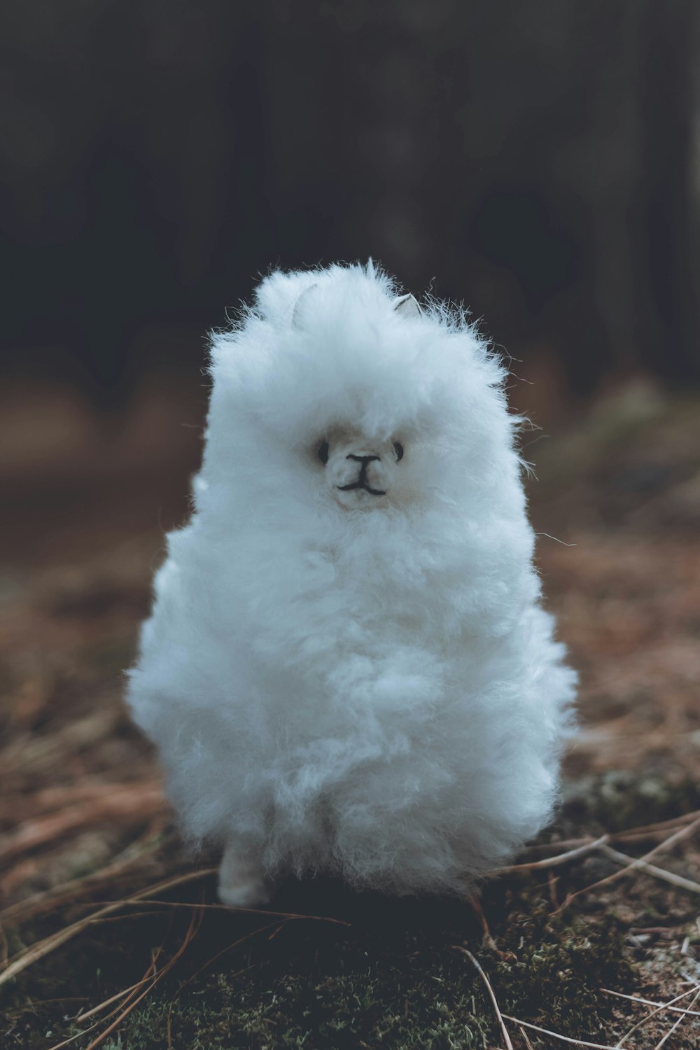 long-coated white puppy