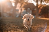A golden retriever puppy running across a grassy field with a warm sunlight glow. The background is soft and out of focus, capturing the puppy's playful and energetic demeanor.