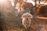 Close-up of a joyful golden retriever puppy playing in lush green grass under warm sunlight.