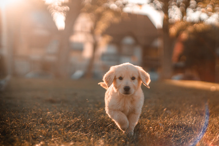 Pet supplements