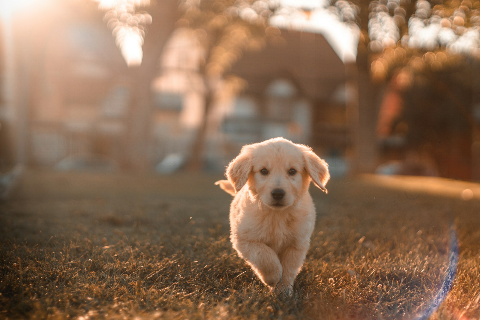 yellow Labrador puppy running in yard