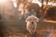 yellow Labrador puppy running on field