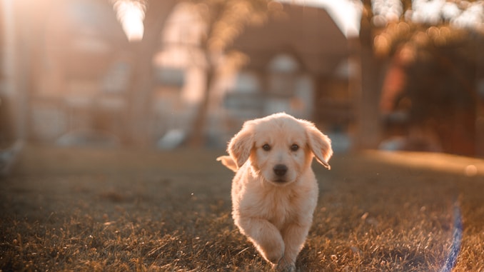 yellow Labrador puppy running on field