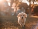 yellow Labrador puppy running on field