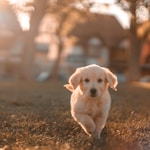 yellow Labrador puppy running on field