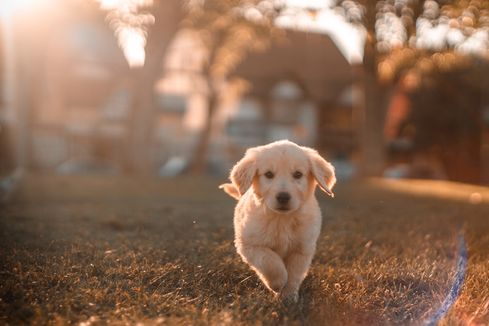 cachorro de labrador amarillo corriendo por el campo