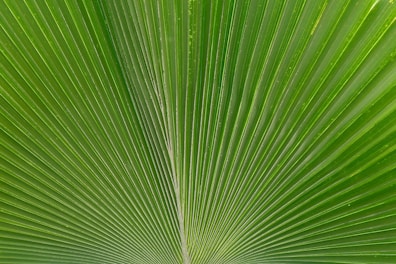 macro photography of green palm plant