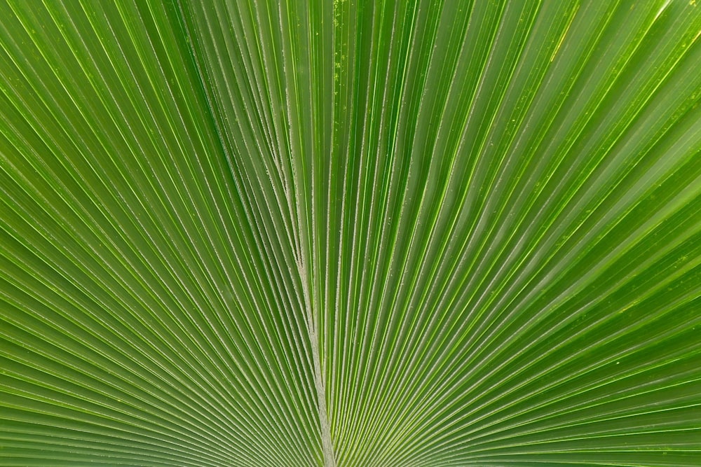 Fotografía macro de planta de palma verde