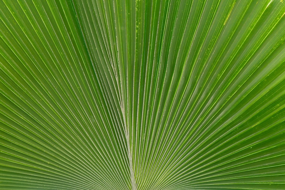 Macro photographie de palmier vert
