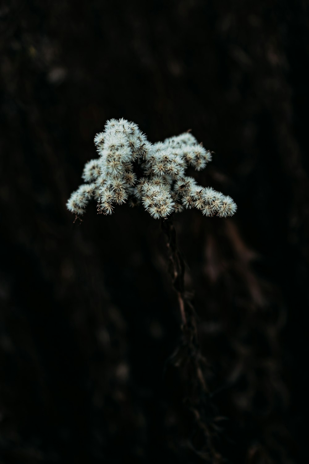 macro photography of green leaf plant