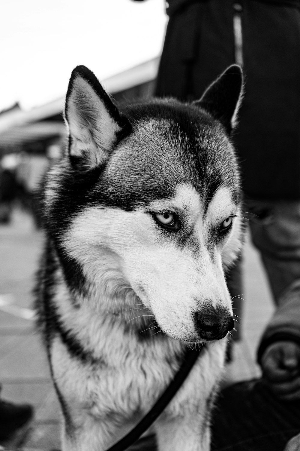 adult Siberian husky