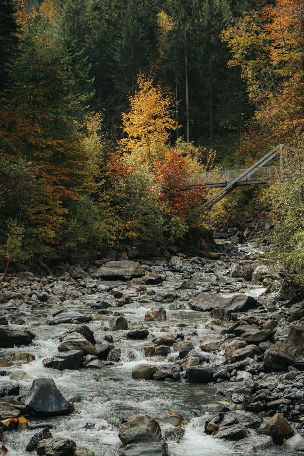 river surrounded with green trees