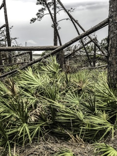 A scene of natural devastation with fallen trees scattered across a landscape filled with palm-like foliage. The sky appears overcast, adding to a somber ambiance.