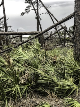 A scene of natural devastation with fallen trees scattered across a landscape filled with palm-like foliage. The sky appears overcast, adding to a somber ambiance.
