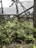 A scene of natural devastation with fallen trees scattered across a landscape filled with palm-like foliage. The sky appears overcast, adding to a somber ambiance.
