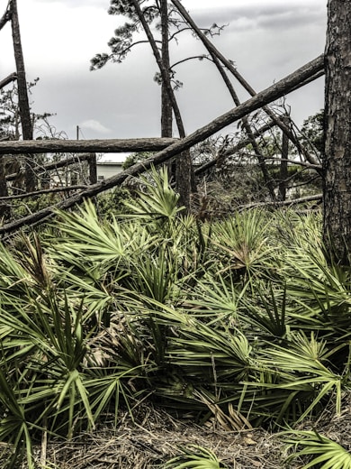 A scene of natural devastation with fallen trees scattered across a landscape filled with palm-like foliage. The sky appears overcast, adding to a somber ambiance.