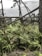 A scene of natural devastation with fallen trees scattered across a landscape filled with palm-like foliage. The sky appears overcast, adding to a somber ambiance.