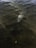 An alligator is partially submerged in murky water, with only its head and upper body visible. Surrounding the alligator are a few turtles, also under the surface of the water. The scene is dimly lit, suggesting it is either early morning or late evening, contributing to a dramatic, slightly mysterious atmosphere.