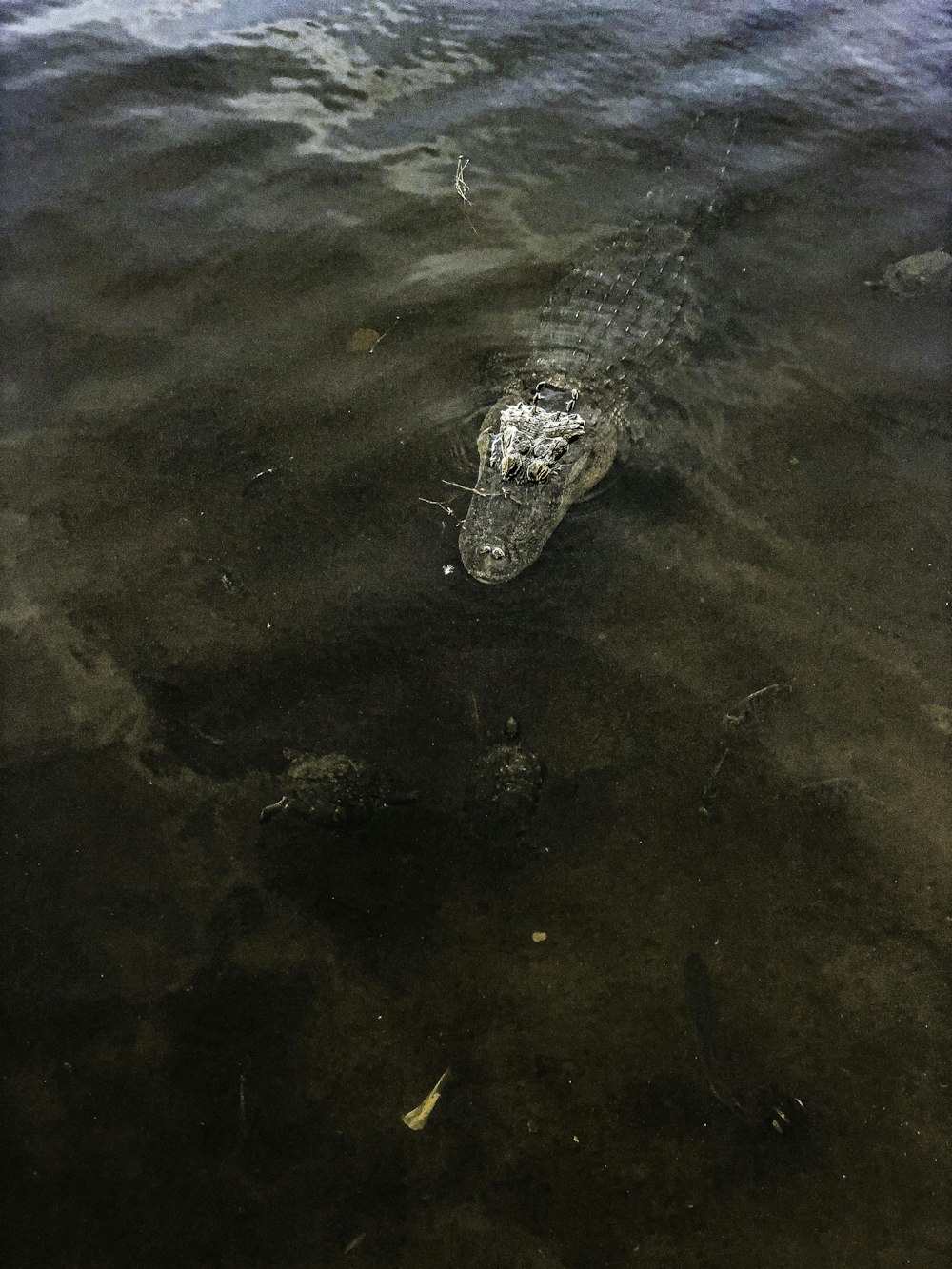 alligator underwater