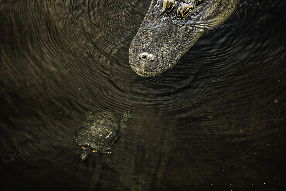 alligator near turtle underwater