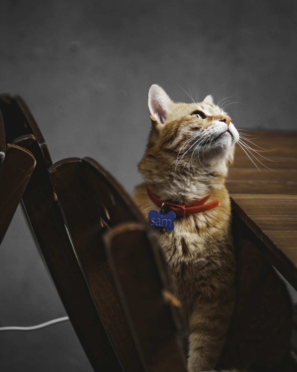 orange tabby cat on wooden chair