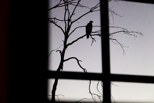 bird perched on bare tree in San Felipe Mexico
