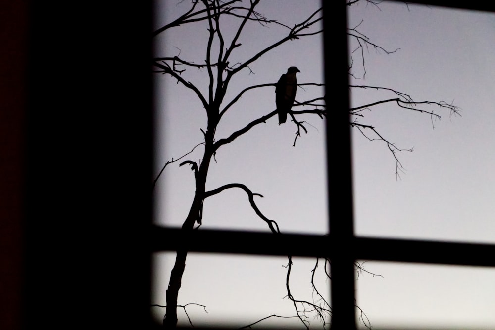 bird perched on bare tree