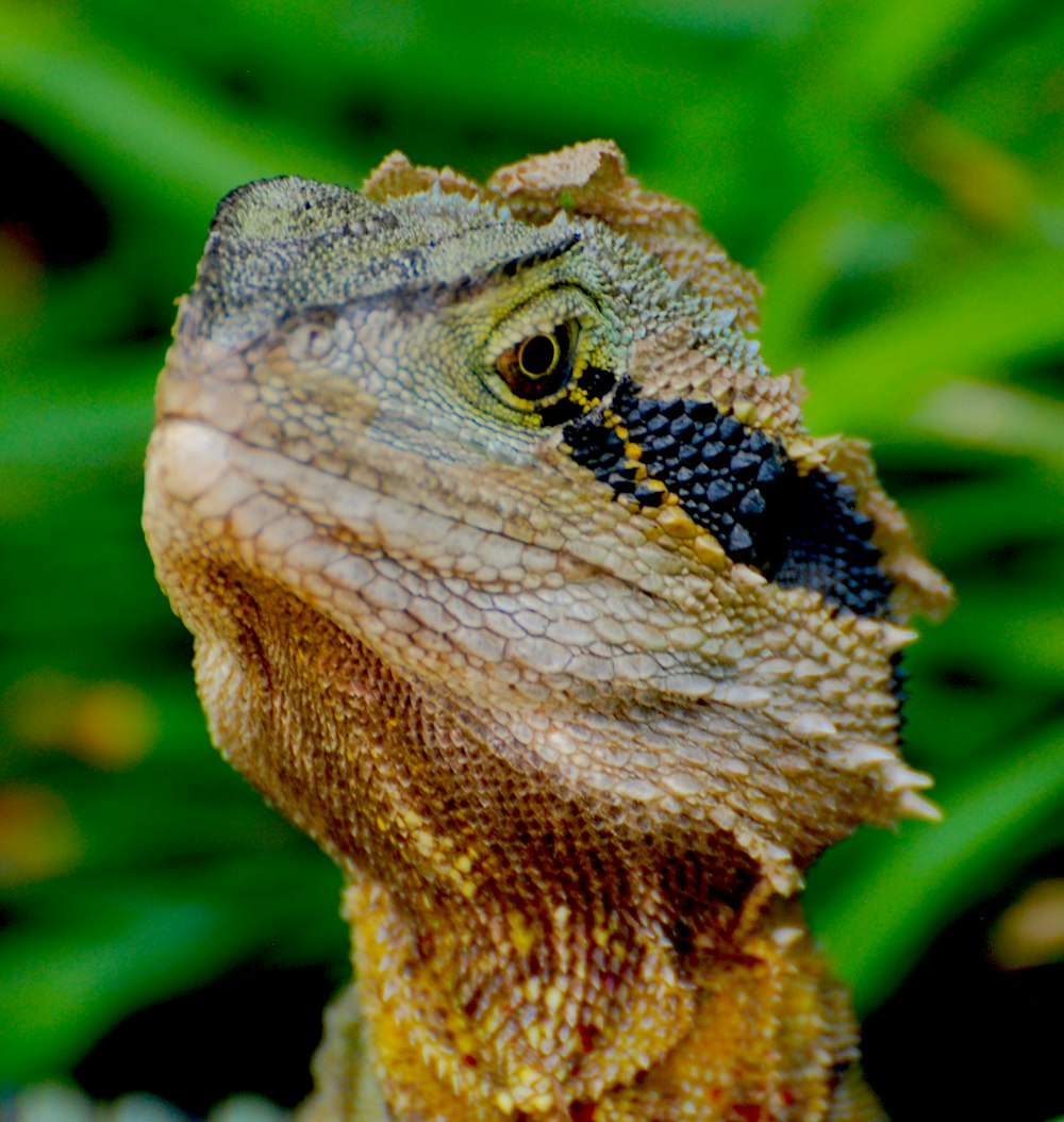 Lézard brun et noir