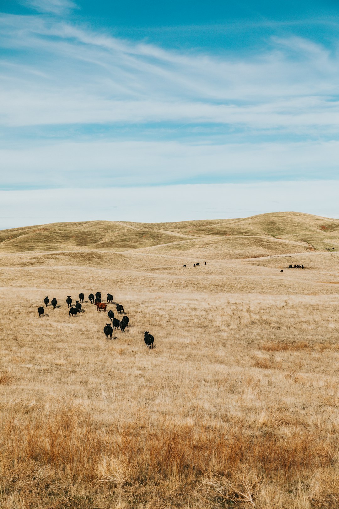 sheep in the middle of field near hills