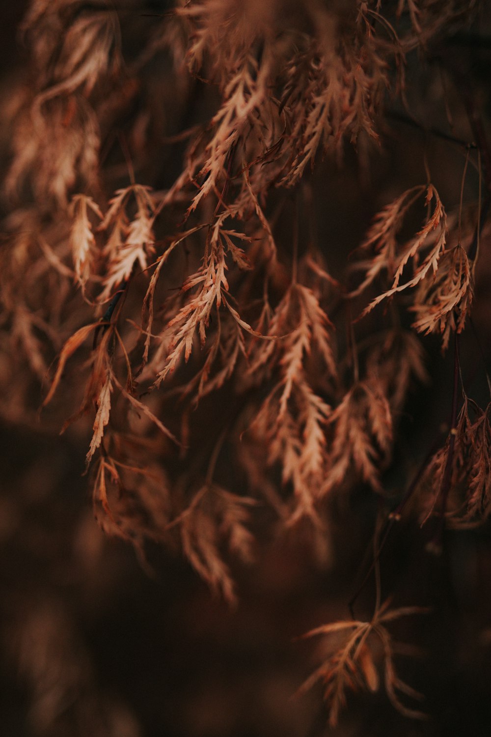 dried trees