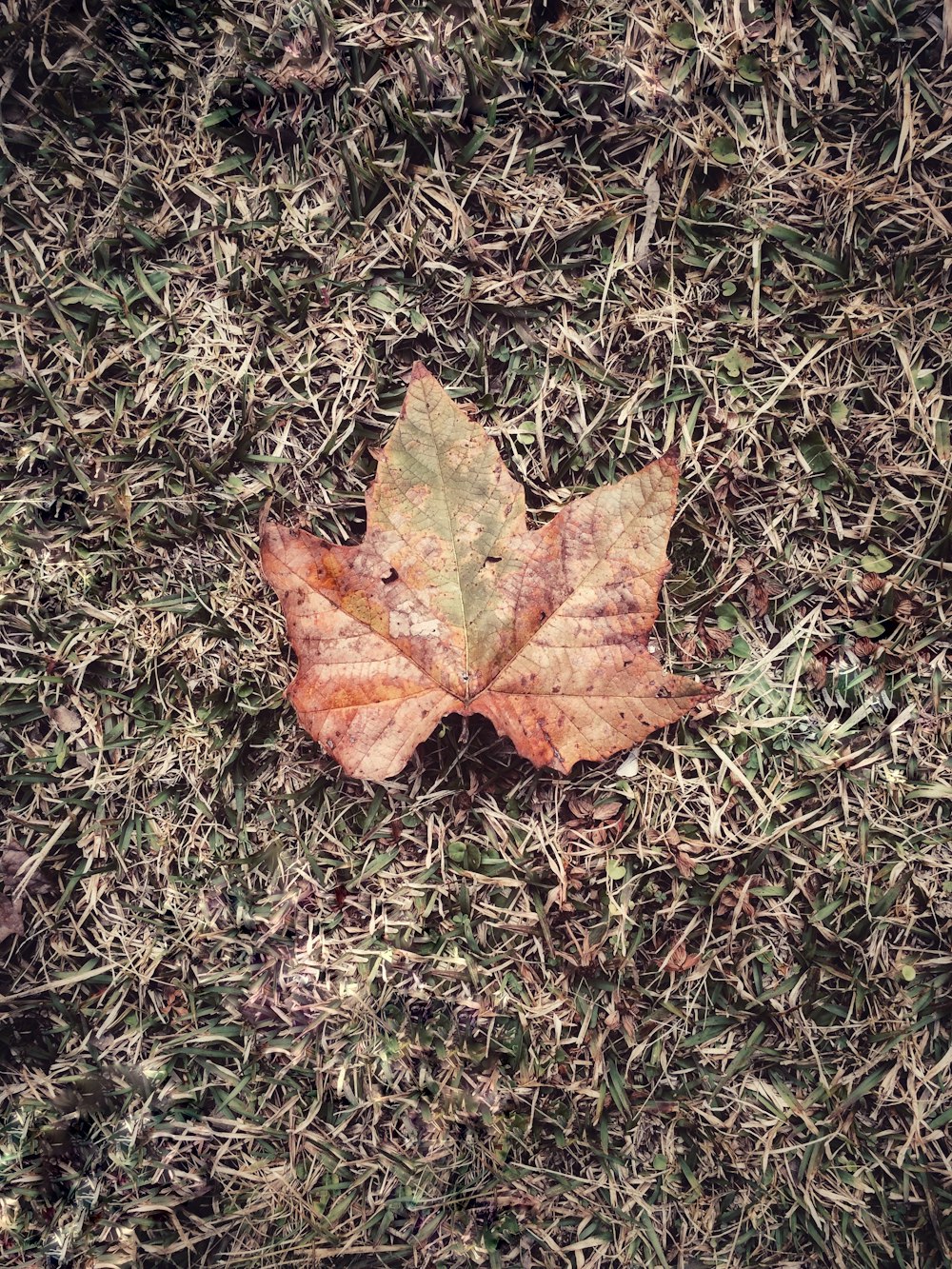 dried maple leaf