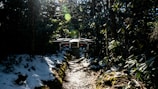 A drone is hovering over a narrow forest path surrounded by dense trees and greenery. Sunlight filters through the foliage, creating bright spots and shadows on the ground. Patches of snow are visible along the path, suggesting a transition from winter to spring.