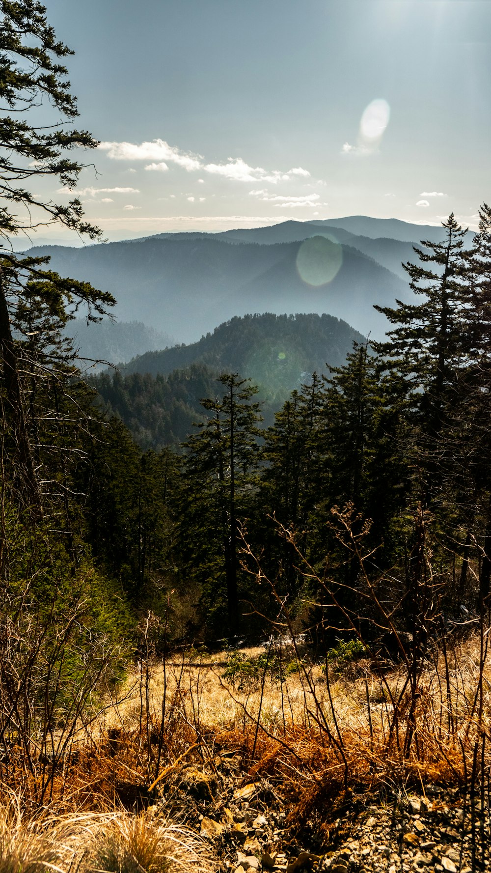 green trees and mountains under gray sky