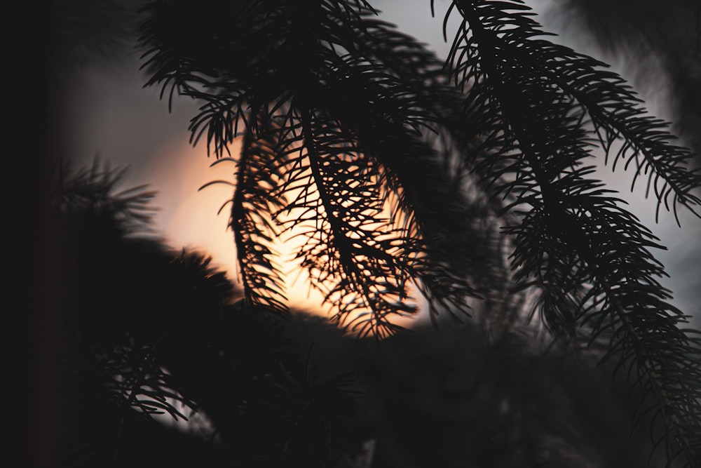 silhouette of leaves