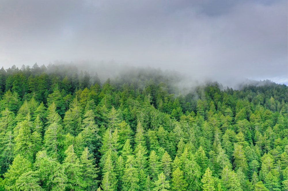 green trees under heavy clouds