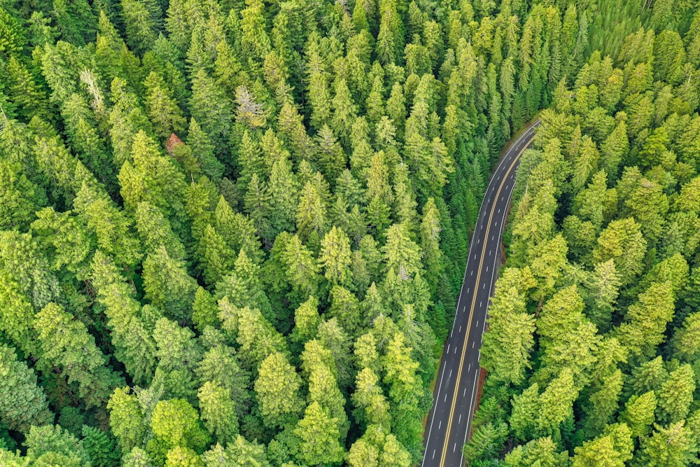aerial photography of road and forest