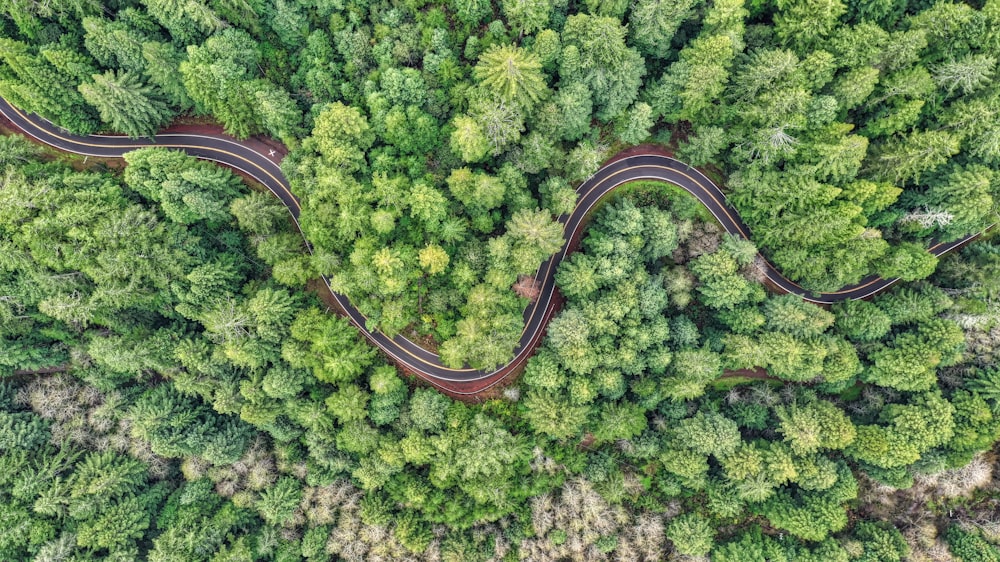 areal view of road in the middle of forest