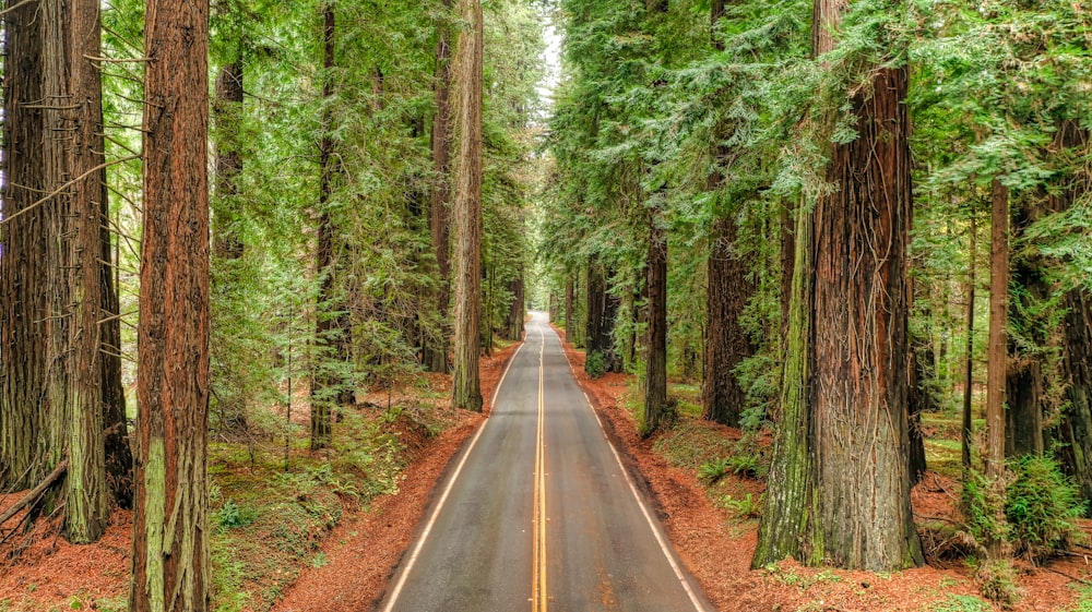 empty road between trees