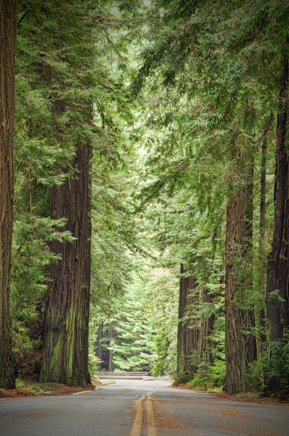 Una strada circondata da alberi ad alto fusto in una foresta