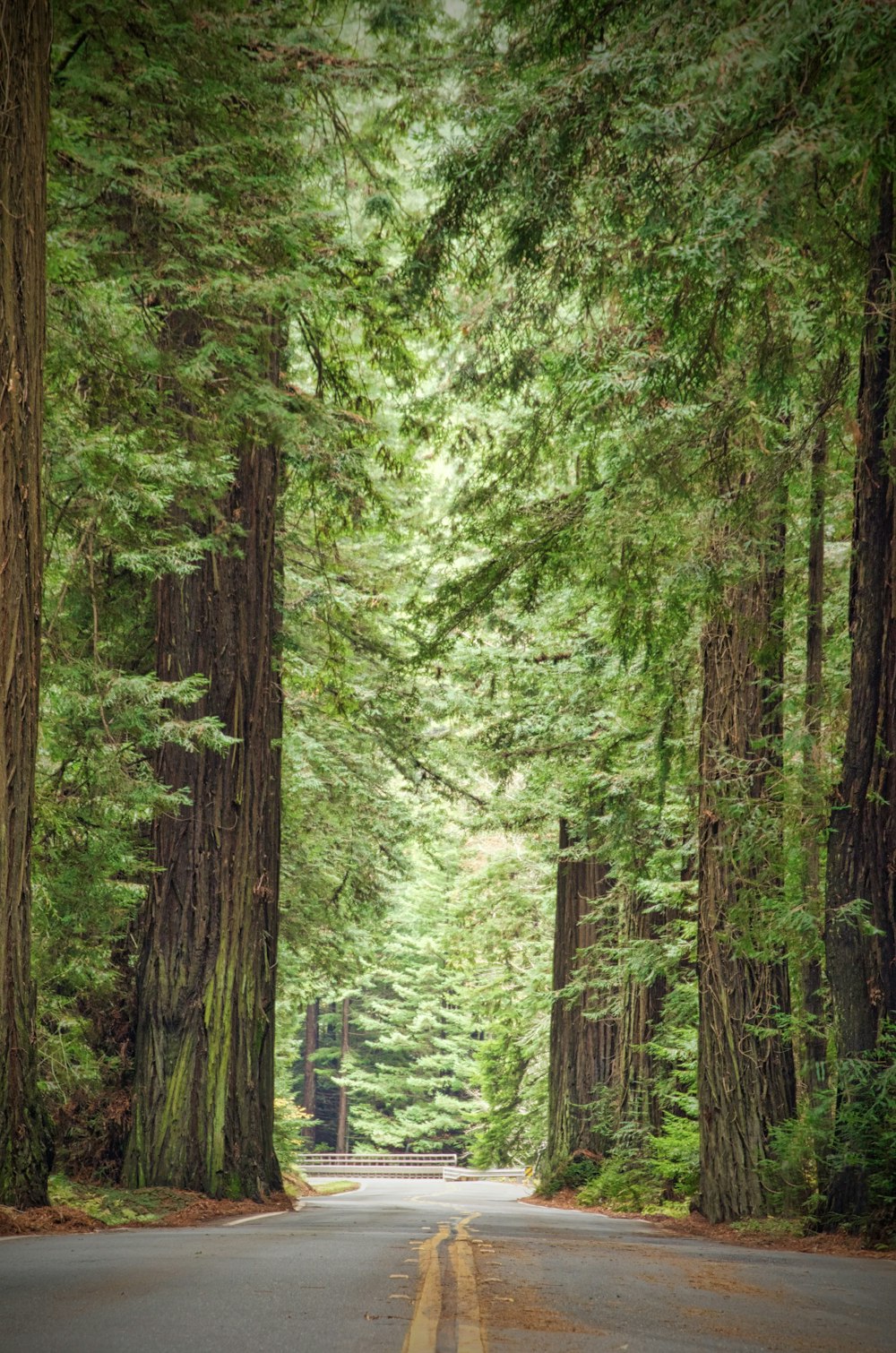 a road surrounded by tall trees in a forest