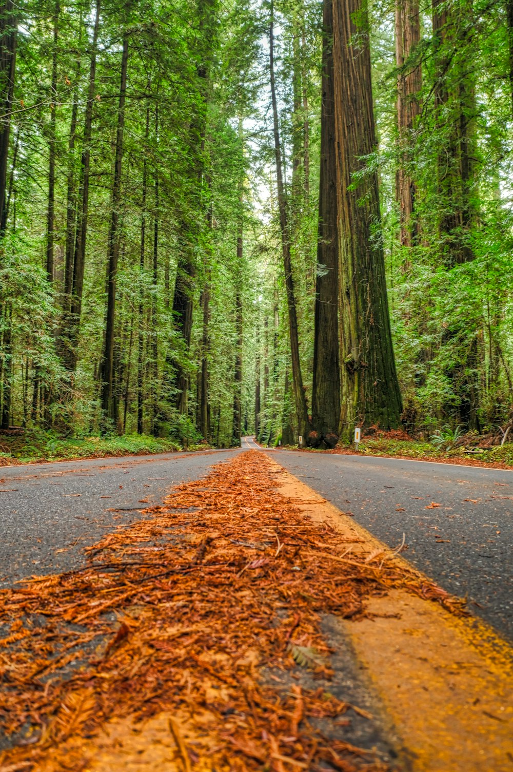 森の中の落ち葉のある道路の写真を見る