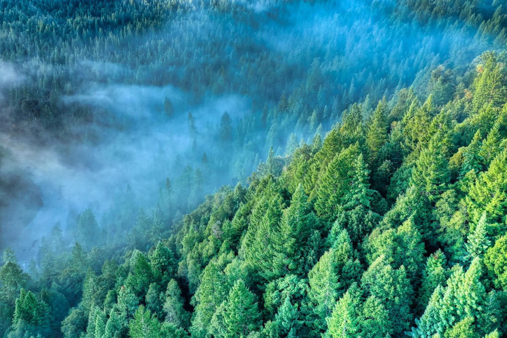 top view of green trees