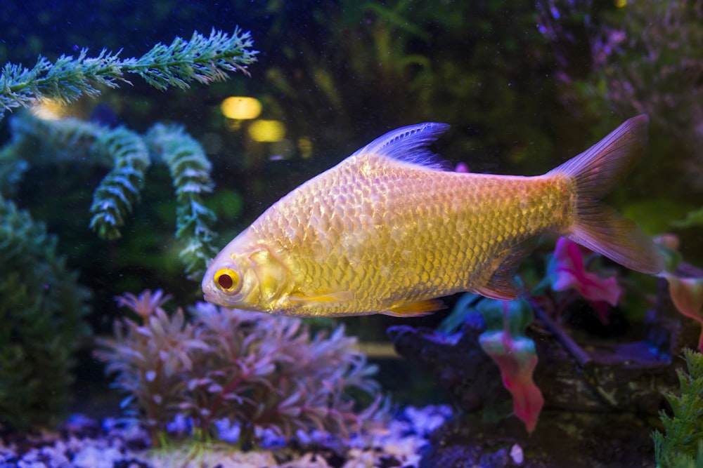 gold pet fish