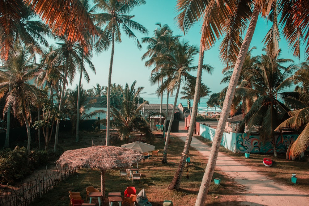 green coconut trees near road