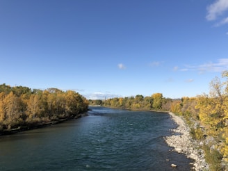 a river running through a lush green forest