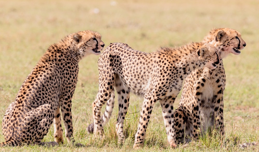 three brown-white-and-black cheetahs