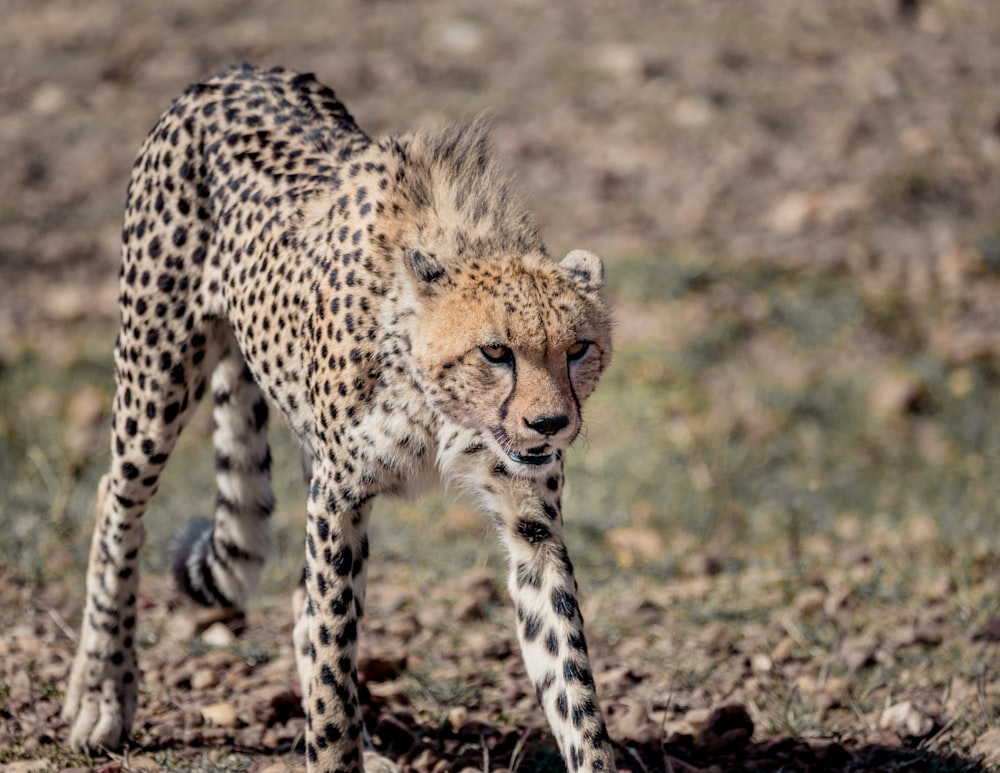 cheetah at field during daytime