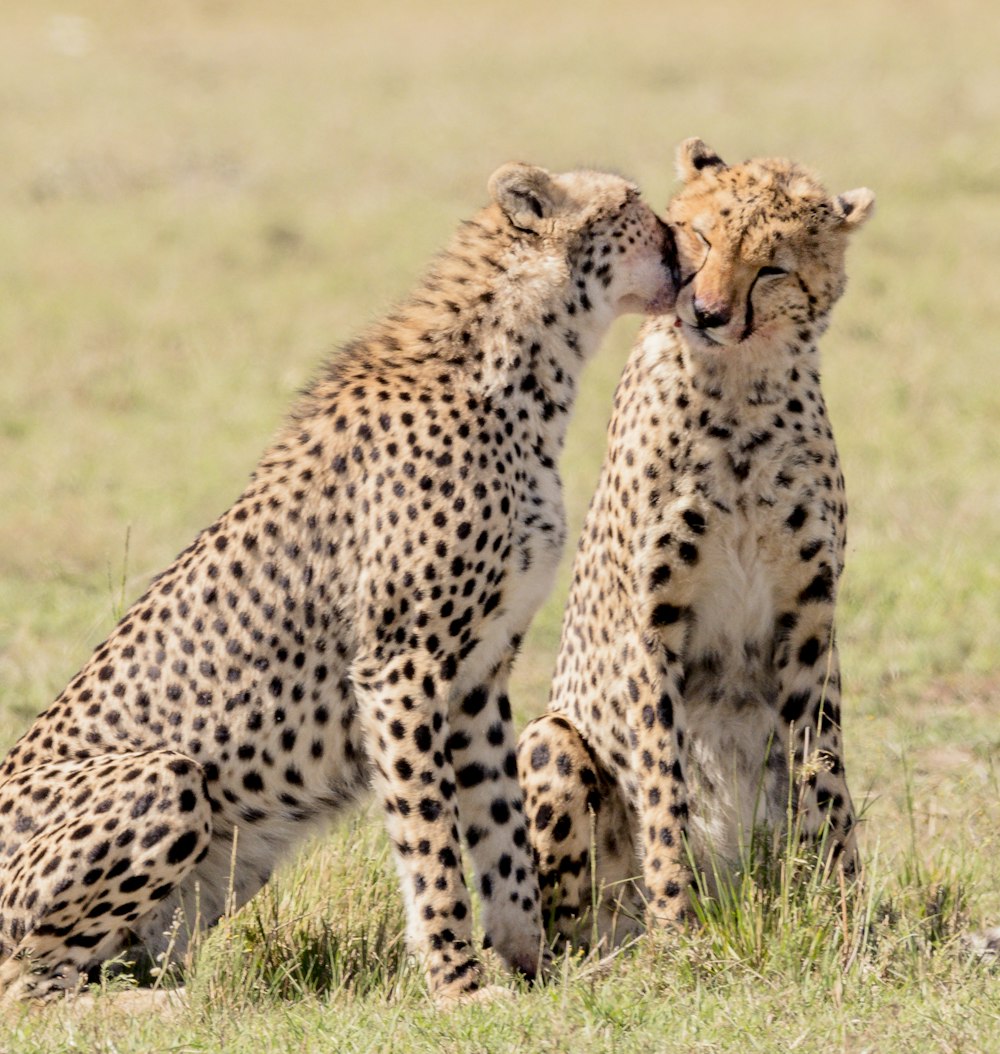 2 cheetahs at field during daytime